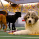Illustration for article titled Your Obligatory, Adorable Puppy Bowl VII Highlights
